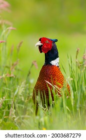 Ring-necked Pheasant (Phasianus colchicus) male showing his beautiful colors in the courtship period in a meadow in Gelderland in the Netherlands. Green background