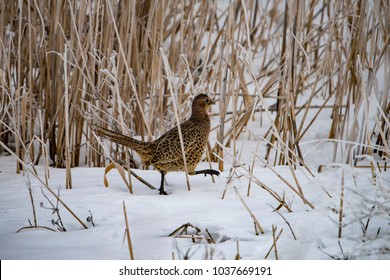 Ring-necked  Pheasant running through the tall grass