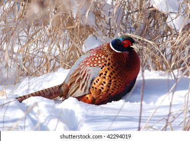 Ring-necked Pheasant in Snow