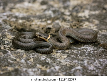 124 Ringneck Snake Images, Stock Photos & Vectors | Shutterstock