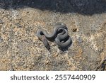 Ring-necked Snake, Subspecies San Diego Ringneck Snake, Diadophis punctatus similis