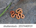 Ring-necked Snake, Subspecies San Diego Ringneck Snake, Diadophis punctatus similis