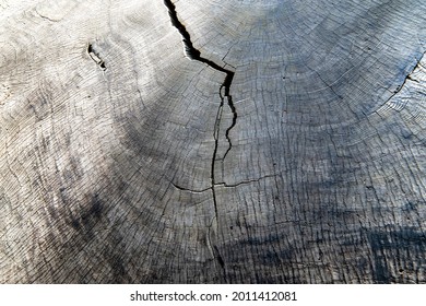 Rings Of An Ancient Sequoia Tree