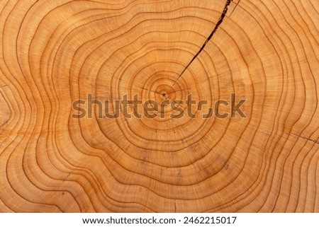 Rings on a yew tree trunk. Pattern in nature