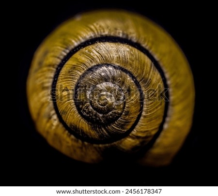 Rings of a snail shell in close up