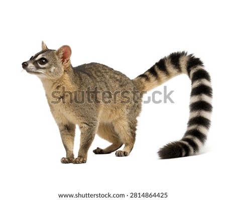 Ringtail Cat Ringtail Buff Gray Fur Oversized Isolated On White Background