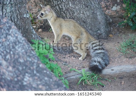 ringtail cat with tree and rock