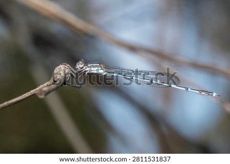 Ringtail Damselfly Perched on Thin Twig