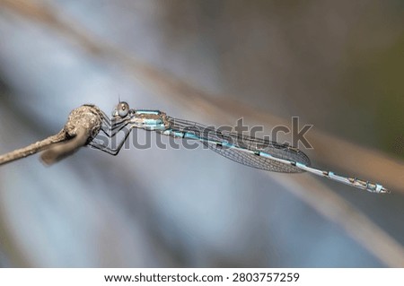 Ringtail Damselfly Resting Along Thin Branch