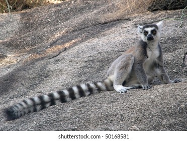 Ringtail Lemur