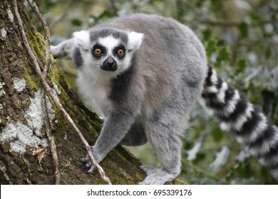Ringtail lemur