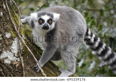 Ringtail lemur