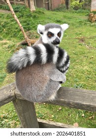 Ringtail Lemur Closeup At The Zoo