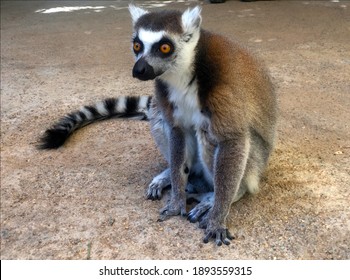 Ringtail lemur in natural encounter