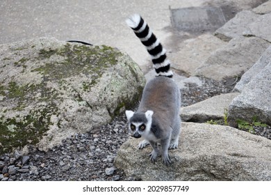 Ringtail Lemur On The Rocks