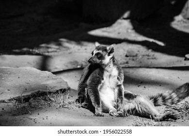 Ringtail Lemur Out Sun Bathing