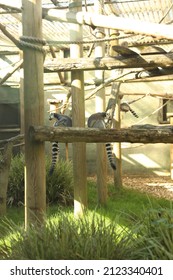 Ringtail Lemur In A Zoo 