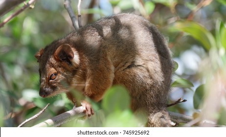 69 Ring tailed possum Images, Stock Photos & Vectors | Shutterstock