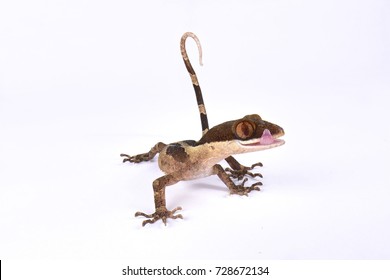 Ring-tailed Gecko, Cyrtodactylus louisiadensis