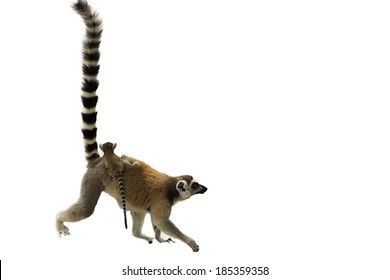 Ring-tailed Lemur