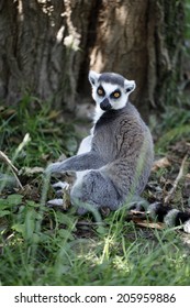 Ringtailed Lemur