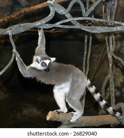 Ringtailed Lemur