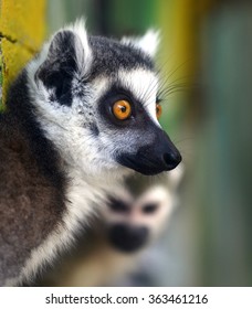 Ring-tailed Lemur
