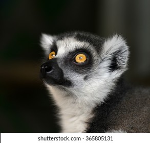 Ring-tailed Lemur 