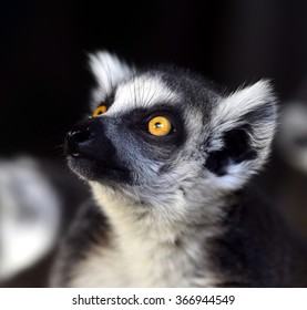 Ring-tailed Lemur  