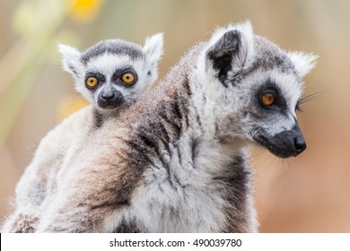 Ring-tailed Lemur With Its Baby