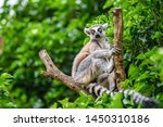 The ring-tailed lemur (Lemur catta)