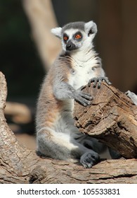 Ringtailed Lemur (Lemur Catta)