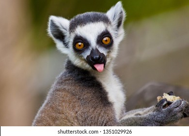 Ring-tailed Lemur (lemur Catta)