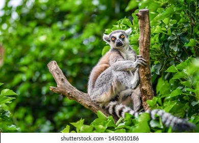 El lemur de cola anillada (Lemur catta)