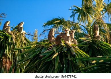 Ring-tailed Lemur (Lemur Catta)