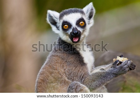 ring-tailed lemur (lemur catta)