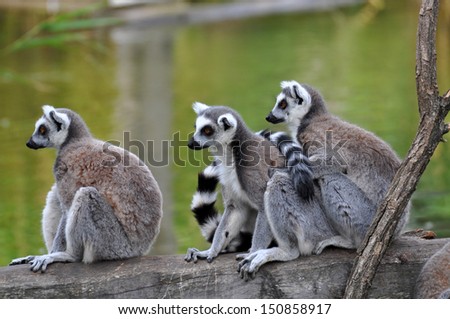 Ring-tailed lemur (Lemur catta) 
