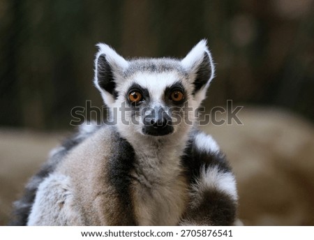 Ring-tailed Lemur - Lemur catta