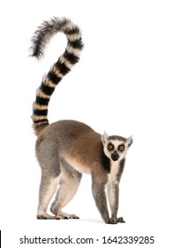 Lemur catta, de 7 años, frente a fondo blanco