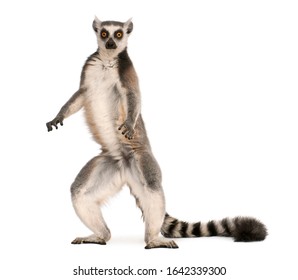 Ring-tailed lemur, Lemur catta, 7 years old, standing in front of white background