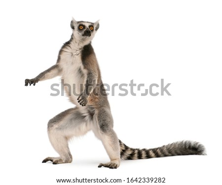 Ring-tailed lemur, Lemur catta, 7 years old, standing in front of white background