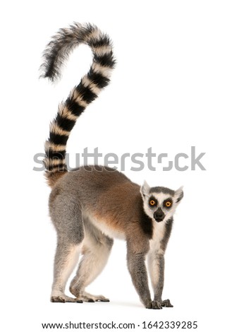 Ring-tailed lemur, Lemur catta, 7 years old, in front of white background
