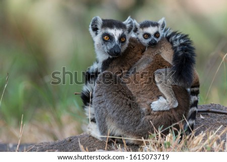 Ring-tailed Lemur (Lemur catta), adult with young on its back, on the ground, Adringitra Region, Madagascar