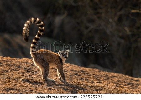 Ring-tailed Lemur - Lemur catta, beautiful lemur from Southern Madagascar forests, Anja reserve, Madagascar.