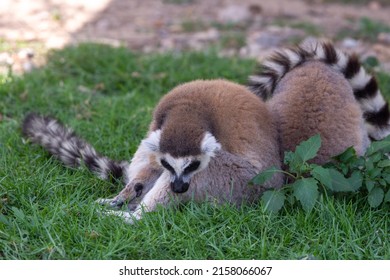 A Ring-tailed Lemur (Lemur Catta) Close Up Sleeping In The Grass In The Madagascar Jungle.