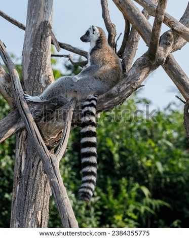 Ring-tailed lemur (Lemur catta, family: Lemuridae).
