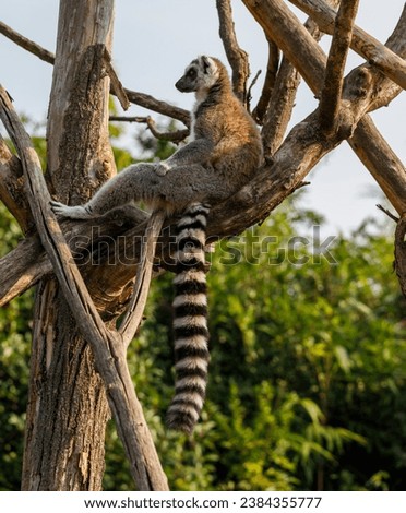 Ring-tailed lemur (Lemur catta, family: Lemuridae).