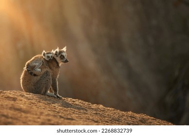 lemur de cola de anillo, catta de Lemur, hembra con cachorro sentada en una roca de granito, iluminada por el sol de la mañana. Contacto ocular. Animales salvajes, concepto de conservación de lemur. Anja, Madagascar.

