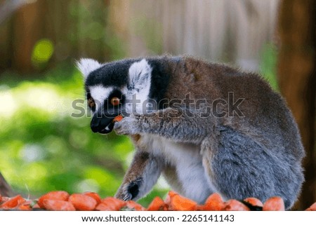 ring-tailed lemur (Lemur catta) having food,  is a large strepsirrhine primate and the most recognized lemur due to its long, black and white ringed tail. It belongs to Lemuridae