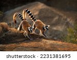 Ring-tailed Lemur - Lemur catta large strepsirrhine primate with long, black and white ringed tail, endemic to Madagascar and endangered, in Malagasy as maky, maki or hira. Pair on the rock.